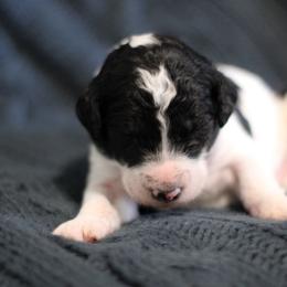 Goldendoodle Puppies from Moore Mini Goldendoodles to Love