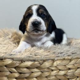Biscuit - Black brown and white male Basset Hound puppy in Lone Jack, Missouri from Wee Little Bassets
