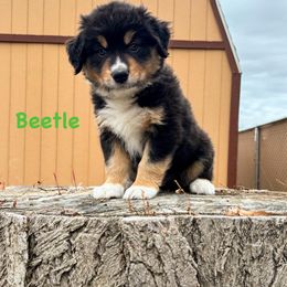 Beetle Juice - Black tri-color male Australian Shepherd puppy in Roy, Utah from Sage House Pups