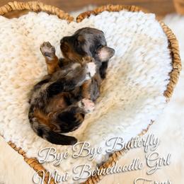 Bye Bye Butterfly - Merle female Bernedoodle puppy in Grove, Oklahoma from Guinn Family Farms