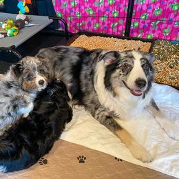 Aussiedoodle and Poodle Puppies from Superior AussieDoodles
