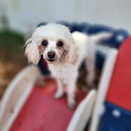Gidget - Poodle