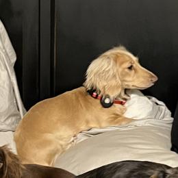 June - Dachshund
