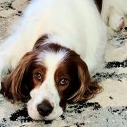 Irish Red and White Setters from Ridgepoint