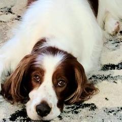 Irish Red and White Setters from Ridgepoint