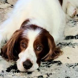 Irish Red and White Setters from Ridgepoint