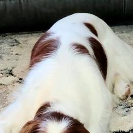 Irish Red and White Setters from Ridgepoint