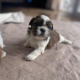 Trixie - Tricolor female Shih Tzu puppy in Troy, Michigan from "Shihtzu Best Friend"