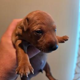 Red boy 1 - Red male Miniature Pinscher puppy in Georgetown, Texas from Rehdiant Miniature Pinschers