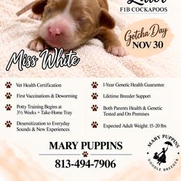 Miss White - Buff and white female Cockapoo puppy in Tampa, Florida from Mary Puppins