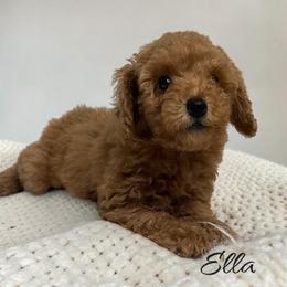 Ella - Red  female Poodle puppy in Miami, Florida from Maria's Pups