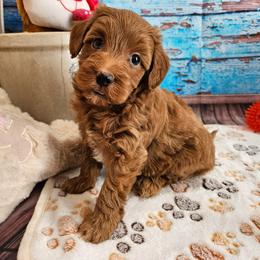 Wright - Red male Aussiedoodle puppy in Lebanon, Missouri from Perkins Pups