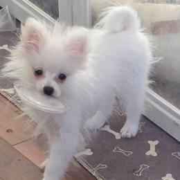 Puff Bunny 760 960-2619 - Cream male Pomeranian puppy in El Centro, California from BabyBooPoms