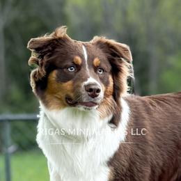 Breezy - Miniature Australian Shepherd