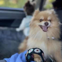 Thor - Pomeranian