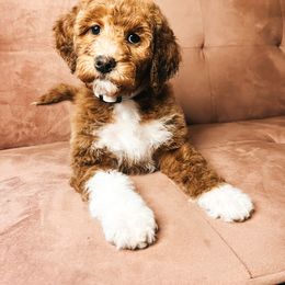 Goldendoodle Puppies from The Doting Doodle