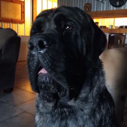 Star - Mastiff