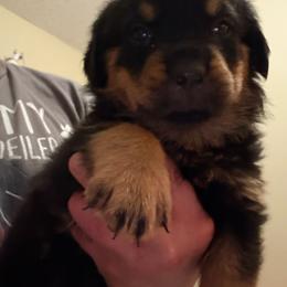 Blue boy - Black and mahogany male Rottweiler puppy in Colorado Springs, Colorado from Von Locher Rotties