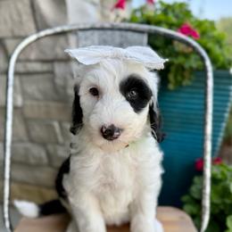 Tilt-a-Ewe - Black and white female Sheepadoodle puppy in Adams, Nebraska from Boxcar Doodles and Poodles