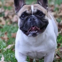 French Bulldogs from Zoomie Zone RI