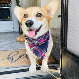 Pembroke Welsh Corgis from Prairie and Pine Pembrokes