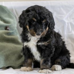 Sweet Pea Petite Beauty - Tri-color female Bernedoodle puppy in Eureka, Illinois from Joley Aire Family Dogs
