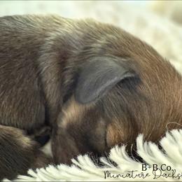 Dachshund Puppies from B+B Co Miniature Dachshunds