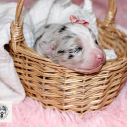 Miniature Australian Shepherd Puppies from Yarborough Kennels