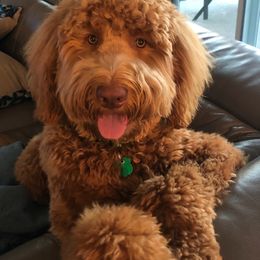 Goldendoodles from Snicker-Doodles