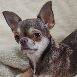 Sheba - Chihuahua