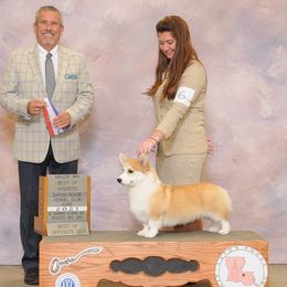 Pickles - Pembroke Welsh Corgi