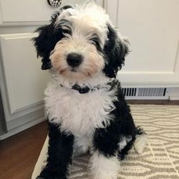 Bernedoodle Puppies from Natchez Trace Doodles