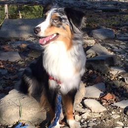 Australian Shepherds from Donna Mundey's Australian Shepherds
