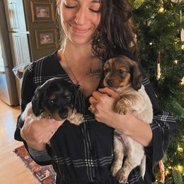 Dachshund Puppies from The Teacup Homestead Miniature Dachshunds