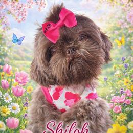 Shiloh - Shih Tzu
