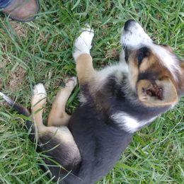 German Shepherd Puppies from Rain's Legacy German Shepherds