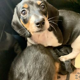 Dachshund and Poodle Puppies from Chocolate Pet Connection