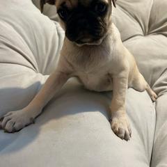Pug Puppies from Pugs Puppies 🐶