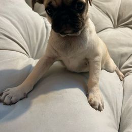 Pug Puppies from Pugs Puppies 🐶