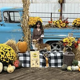 Dash - Pembroke Welsh Corgi