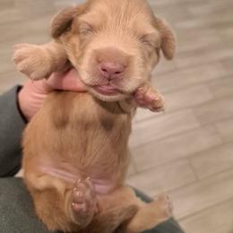 4500.. Isabella based cream - Cream female Dachshund puppy in Winter Haven, Florida from Gateway 2 Little Paws