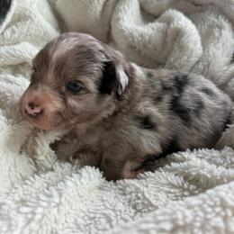 Bluebell - Blue merle female Australian Shepherd puppy in Ellensburg, Washington from Creekside Aussies