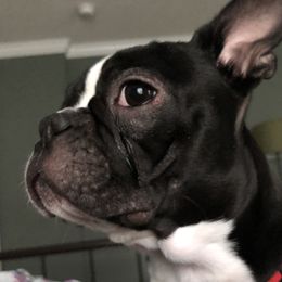 Mooshi - Boston Terrier