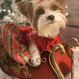 Biewer Terrier and Havanese All Grown Up from Country Sweet Havanese and Bee Happy Biewers