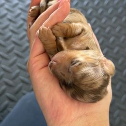 Chocolate and Tan Dapple Longhair Female - Dapple female Dachshund puppy in El Paso, Texas from InnerVision K9 & Dachs