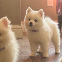 Plumeria- Purple Collar - White female American Eskimo Dog puppy in Squaw Valley, California from Bear Mountain