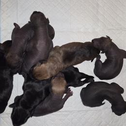 8 - Black female Xoloitzcuintli puppy in Pierson, Michigan from Mickam's Xolo's