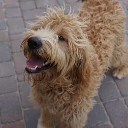 Goldendoodle All Grown Up from Goldendoodle AZ