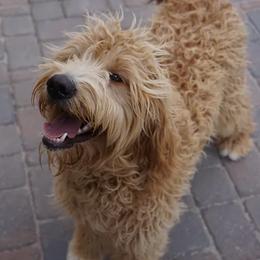 Goldendoodle All Grown Up from Goldendoodle AZ