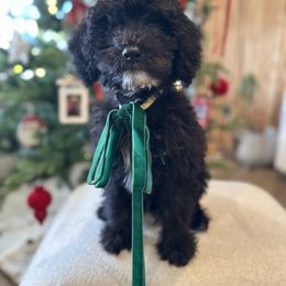 Yellow - Black and white male Sheepadoodle puppy in La Habra, California from Real Doodles of OC